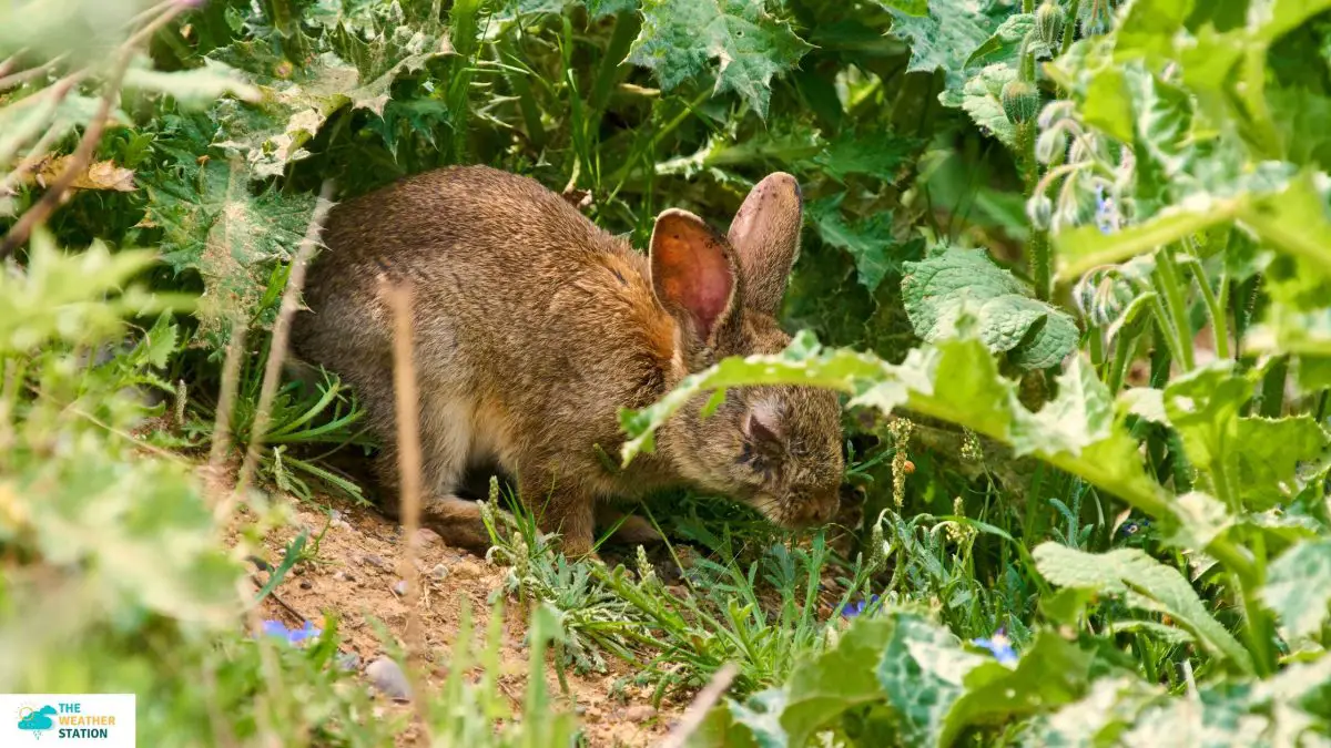 How Does Acid Rain Affect Plants and Animals?