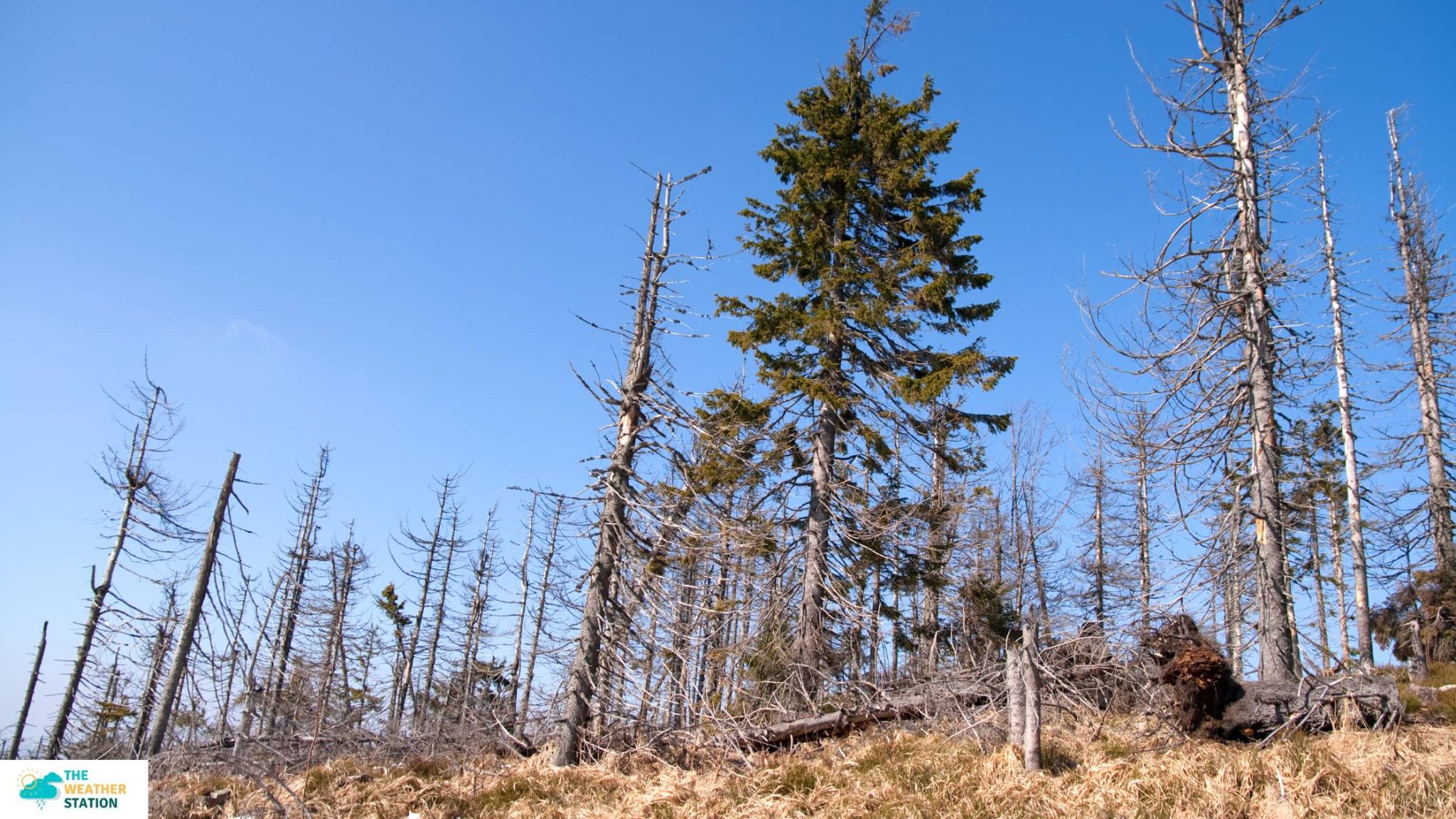 How Does Acid Rain Affect Plants and Animals?